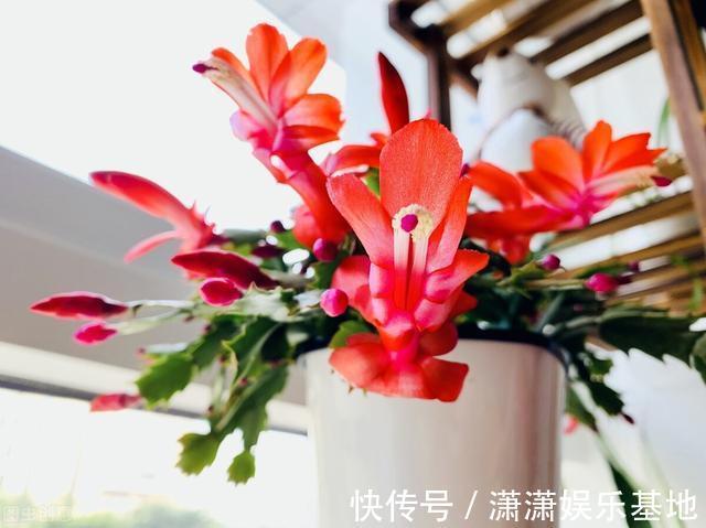 复合肥|天气转暖,建议少买4种花,观花时间短不说,还难度夏