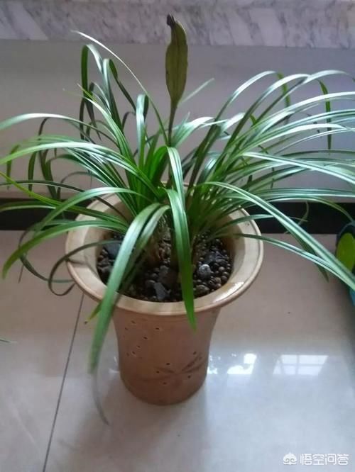 看到很多兰友家种植的兰花，一盆只有2，3棵，这样种植是不是最好？