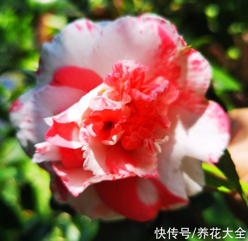 花花|10种需要“干养”的花，不要＂灌＂着它们，不然全都烂根