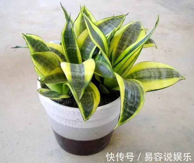 彩叶草彩叶草|7种不容错过的室内耐阴盆栽,没有阳光也能开花