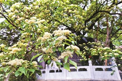 北京|北京唯一“毛梾古树”迎来盛花期