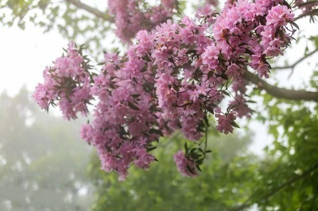 每年都掀起打卡热潮！新兴这里成片云锦杜鹃花怒放了，赶紧约起！