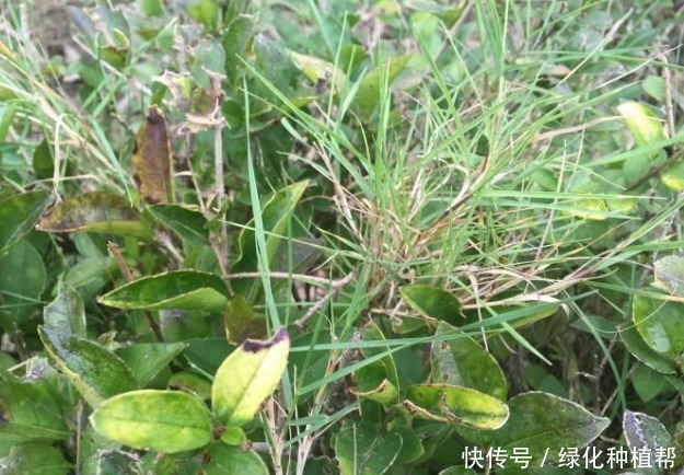 狗牙根,虽然名字另类,却有着极强的生命力