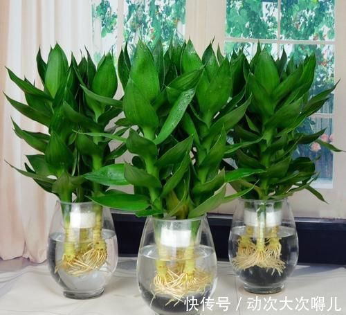 盆栽|客厅养花选它,比绿萝好养,养人还聚财,是家庭盆栽佳品