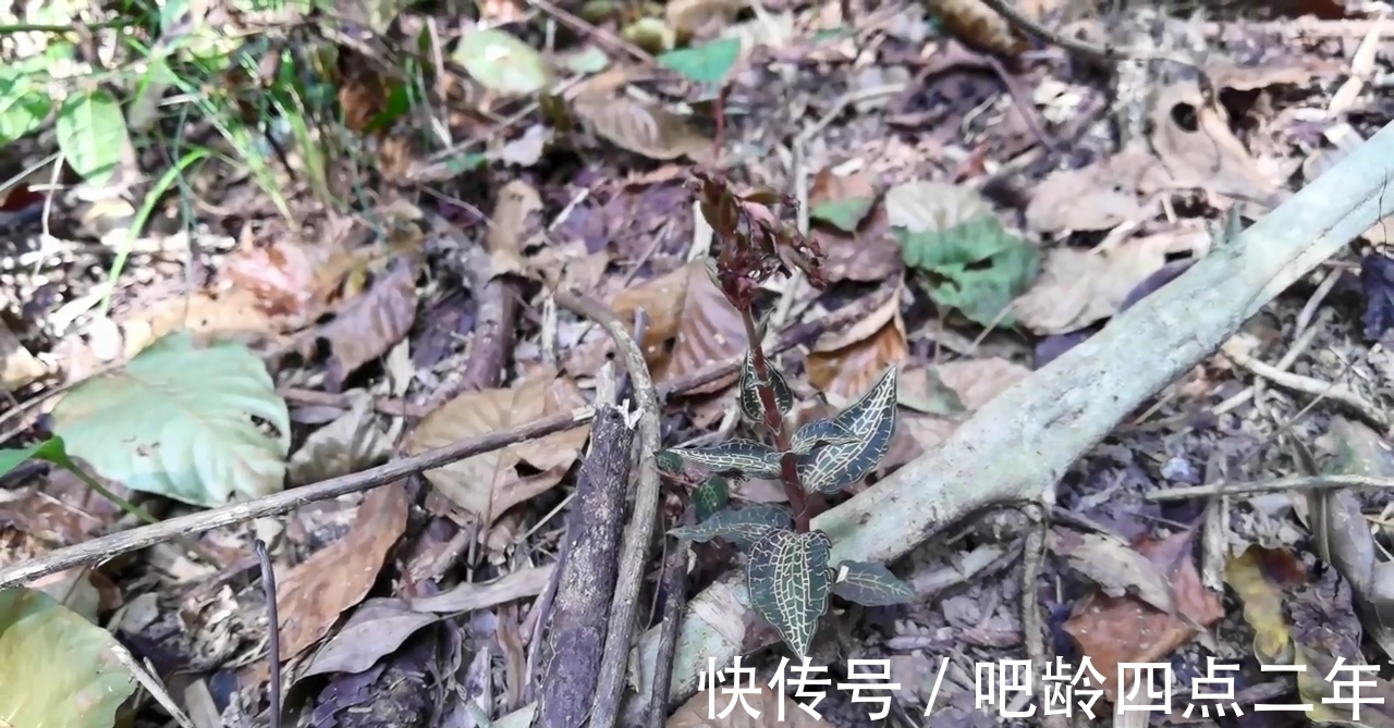 叶子上长着“金丝”的金线莲,是国家二级保护植物,看到请保护它