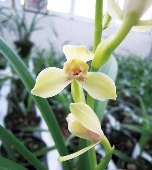 你觉得兰花怎么样？