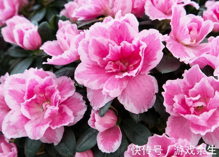 养花就这么简单,种过一两盆花就知道了,只要记住几个字