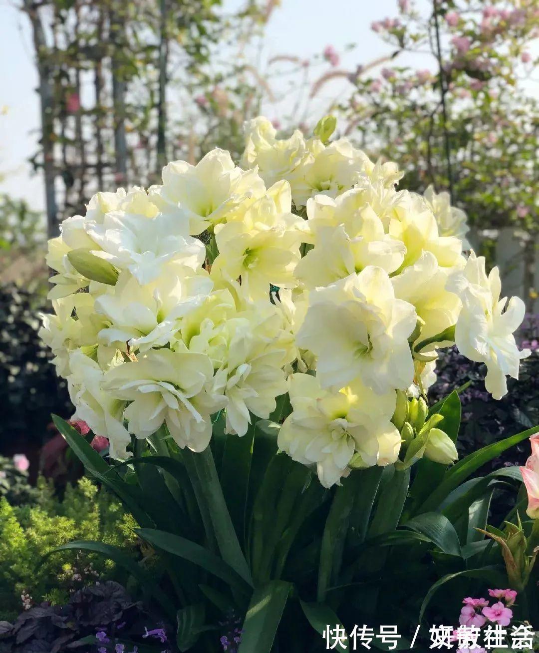 家里养盆朱顶红，开花个个比脸大，牛年养它“注定红”！