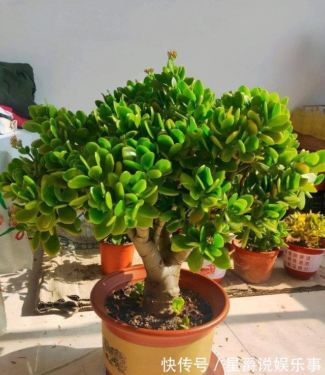 7种大盆栽,冬天正“虚弱”,赶紧断水,多浇一杯水,灌死一大片