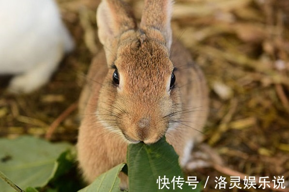 生肖|最佳配对！“属猪人”上上等的婚配是谁婚后幸福美满，事业有成