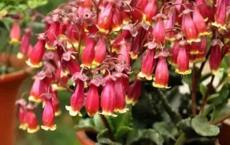 此款花草适合新手养殖,花大色艳,花香易打理,养在客厅美极了