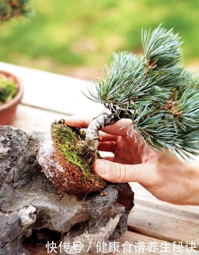 “岩石与树枝”一步步完美契合,叹服附石盆景的魅力无人能挡!