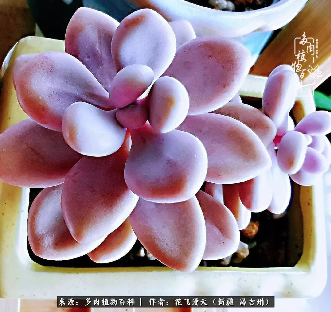 对多肉是发自内心的喜欢，心甘情愿被它们俘虏！