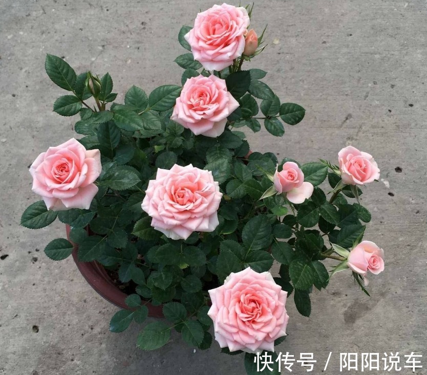 磷酸二氢钾|养花不用分开补水增肥,轮着用它们浇灌,植物好、土壤好!