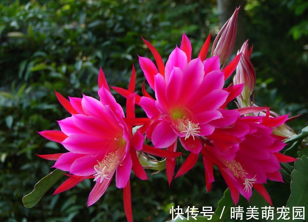 立秋后太阳毒辣，该养什么花？盆栽这3样，耐旱抗晒，开花漂亮