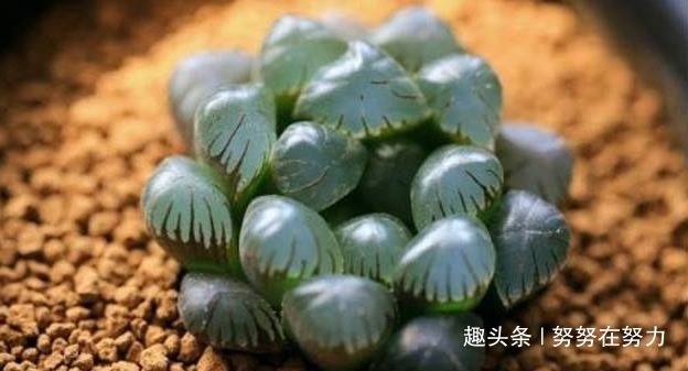 张大爷养“玉露”8年，总结了4个养护“小妙招”，个个晶莹剔透！