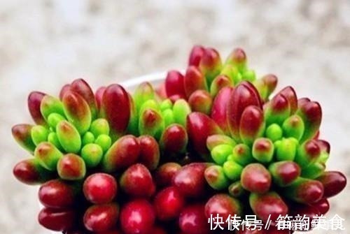 多肉半死不活，浇水也不行教你3招，吹气般的胖起来！