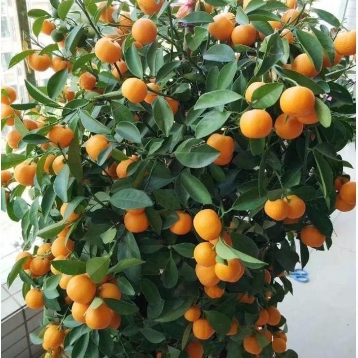 养花就养4种花,好养易活花量大,双喜迎门,新的一年好兆头