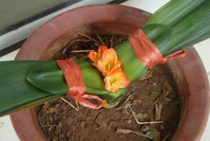 君子兰、长寿花特别爱喝“它”,喝了后,叶肥花艳,长得蹭蹭的!