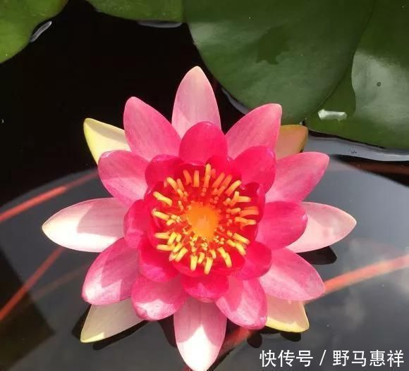 花友|花盆不用买，变废为宝做一个，比买的还好看，分分钟惊艳朋友圈