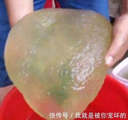 情绪|小伙在岸边捡到“外星”生物，专家的一番话让他情绪当场失控