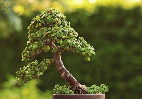 养金枝玉叶，了解掌握几个要点，枝干粗壮，长成老桩盆景！