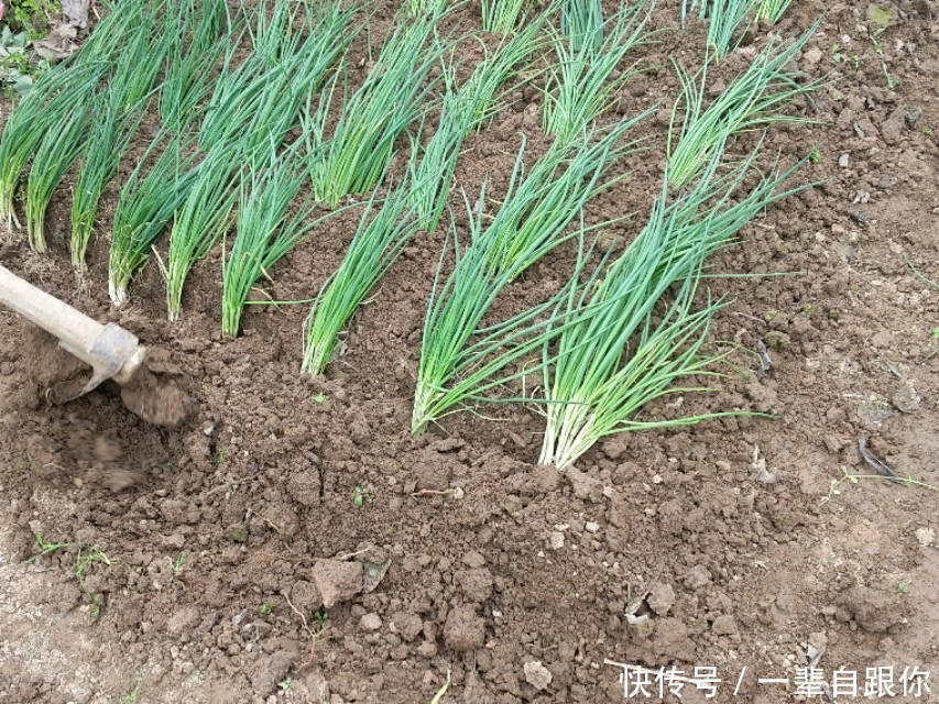 长长的|教你几招,种出来的香葱,葱白长长的