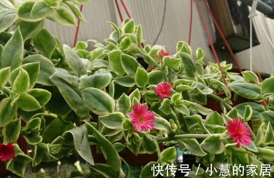 秋天养花选“三七”正合适,新人盆栽,给点水根茎叶长疯了