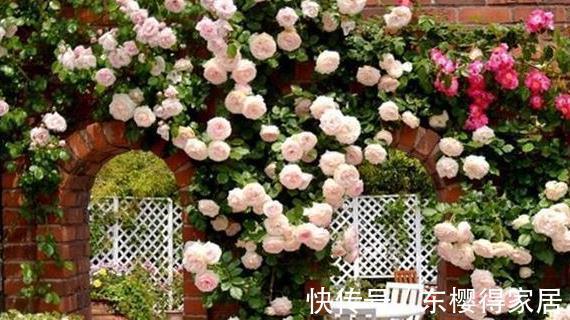 修剪|喜欢养花,先戒掉7个坏习惯,不然啥花也养不好,你占了几个?
