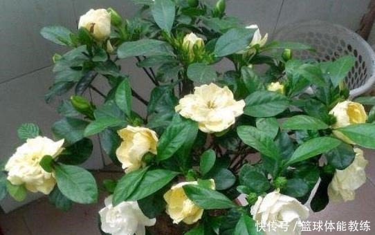 硫酸亚|栀子花盆里放点它，7天猛窜白根，叶片绿得发黑，开出层叠花朵！
