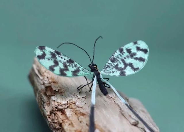 差点吓一跳,用纸做出来的昆虫,比真的还逼真