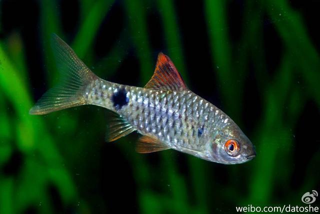 钓到鱼不认识钓友常问的几十种鱼盘点,老钓友都不超过5种