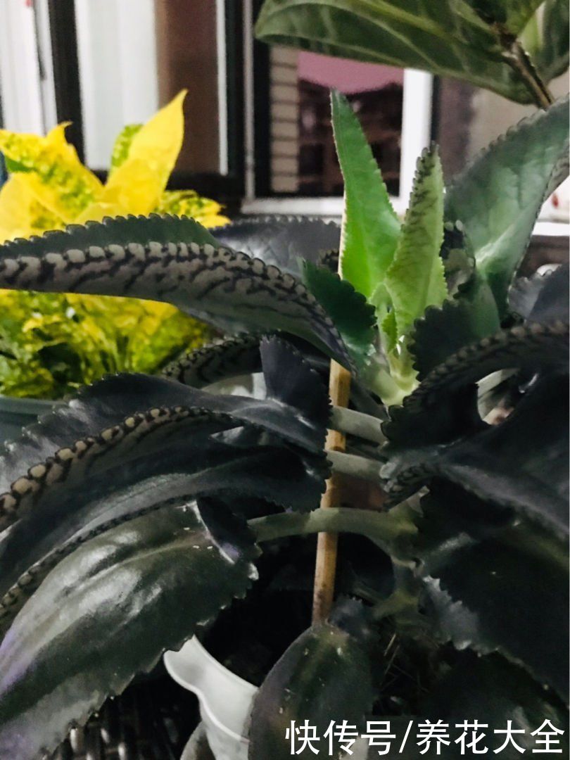 紫米粒|沾土就活的花，叶子掉土里，呼呼蹿出小肉芽