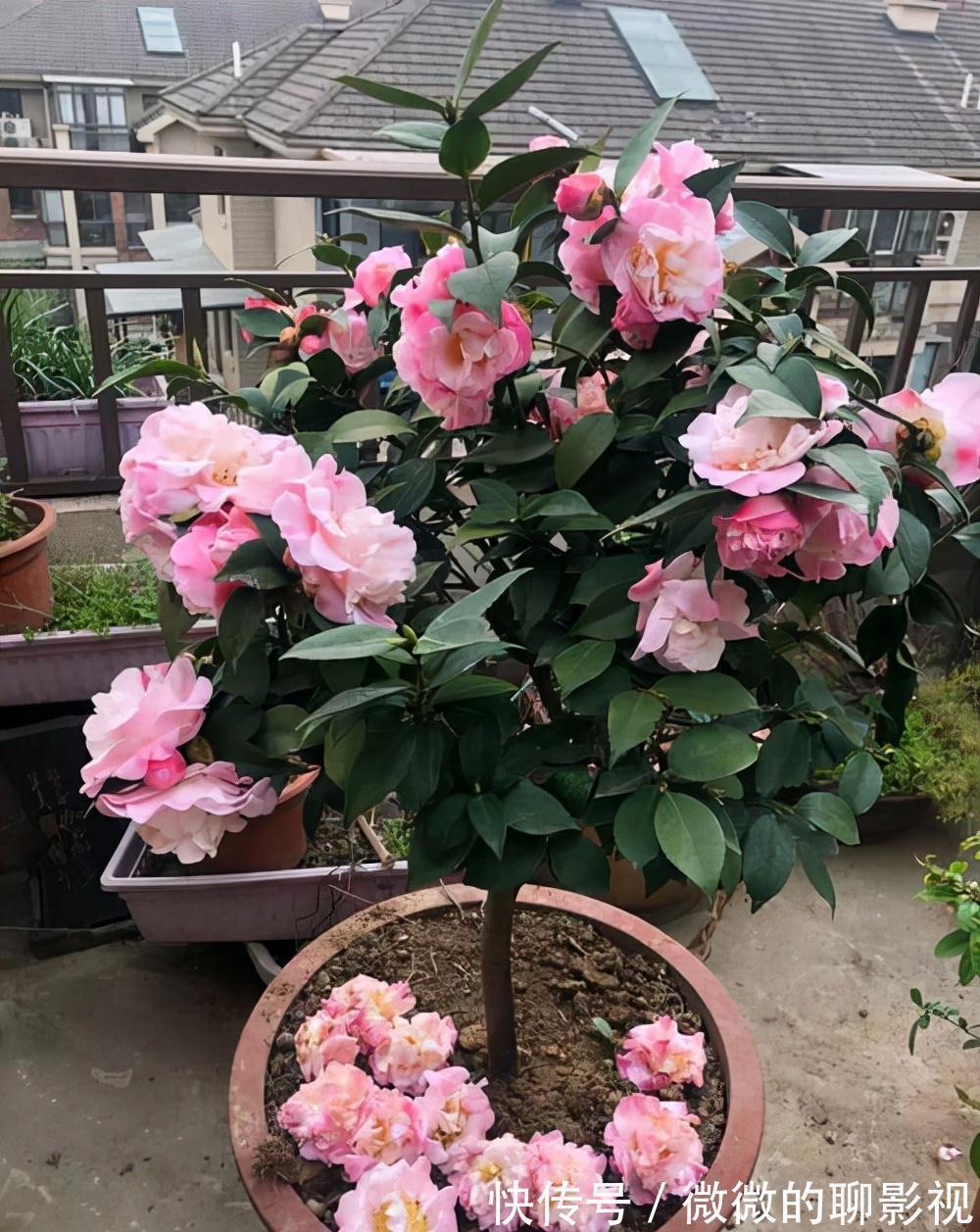 5种公认的富贵花,适合养客厅,贵气又吉祥,有钱人家都爱养