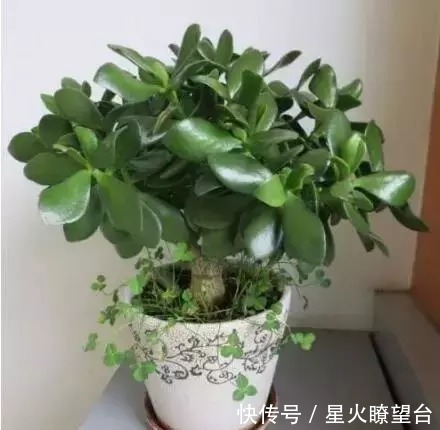 养花盆土板结,一点这玩意扔盆里,盆土肥沃透气,花长得可快了