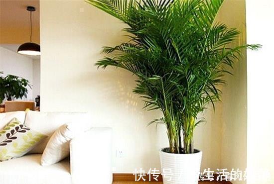 养花|聪明人客厅养花,首选“6种”盆栽,好养好看,家人身体越来越好