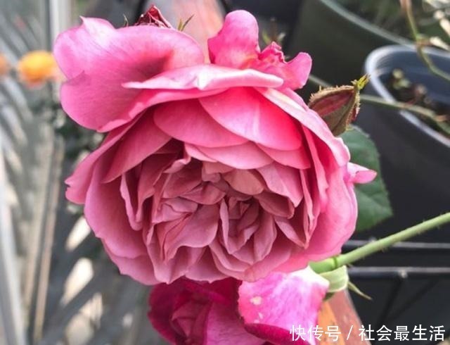 开花期|月季施肥有“讲究”,学会这“3要”,长势旺,花苞超多,花期长!