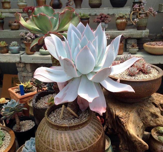 多肉三仙|赫赫有名的多肉三仙,养护要点,一网打尽