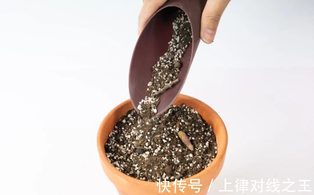 长筒花是“室内花量王者”,没光也能开爆盆,阳台党福音