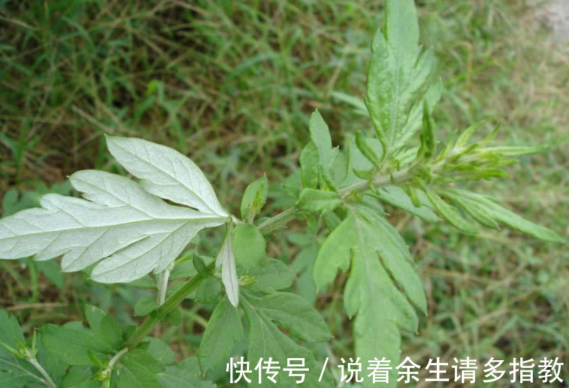 香气|这野草农村几乎随处见，它天生带一股“香气”，能吃还是天然药材