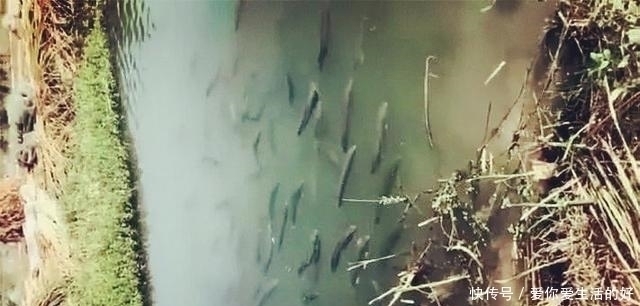黑鱼泛滥成灾成群黑鱼聚集河湾产卵电鱼人不如我来来试试