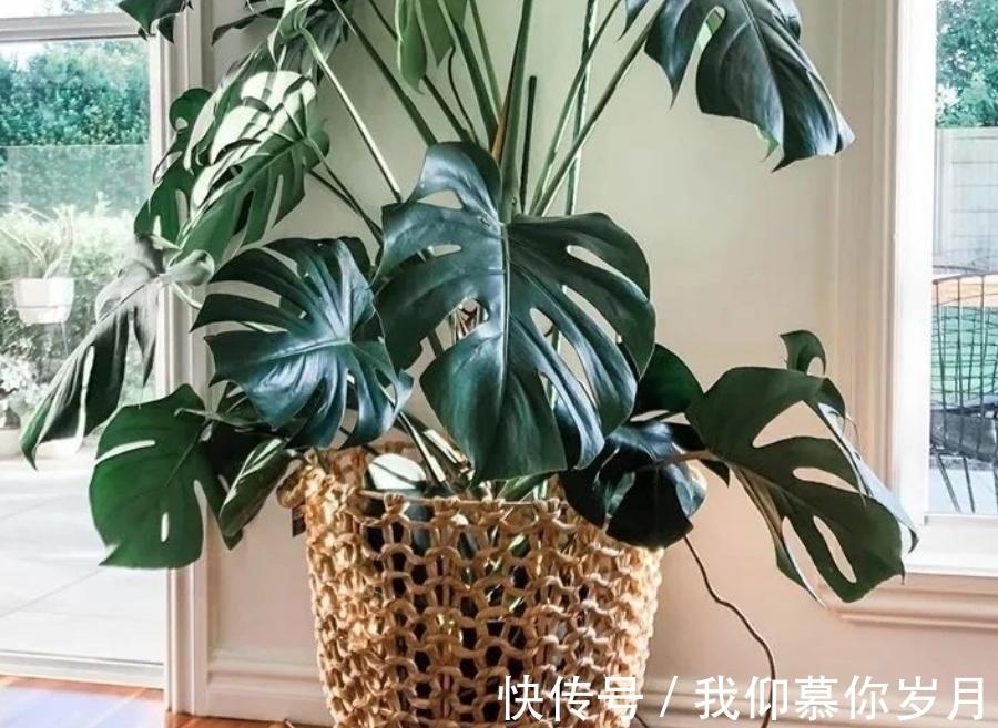 龟背竹养殖要领:居家盆栽牢记4点,茎干壮,叶子又大又绿