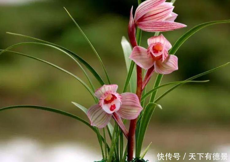 3种花现在入手刚刚好,夏天开花很漂亮,好养易活