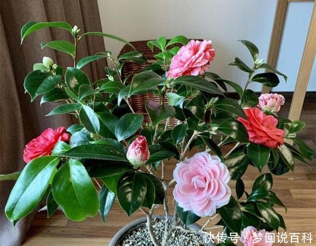 被誉为“世界名贵花木”,一树多色,有枝必有花,价格便宜还好养!