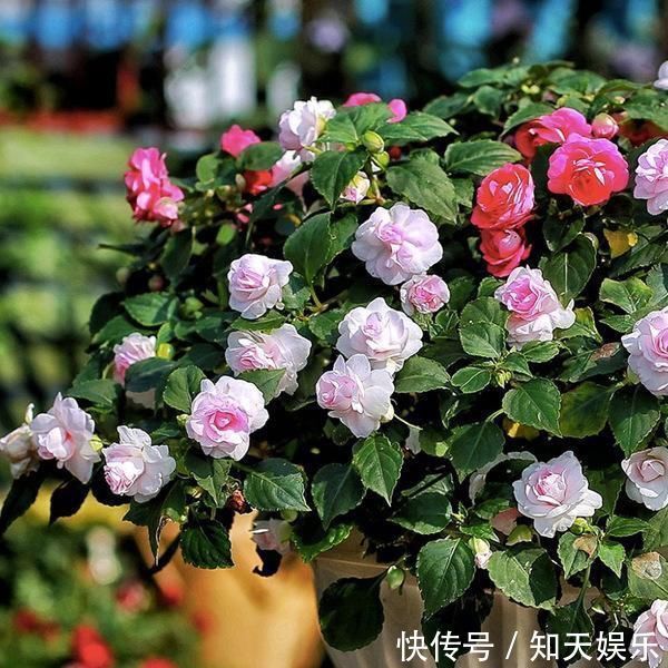 比长寿花还好养的“1种”阳台花，到了3月满盆冒花苞，谁养都活