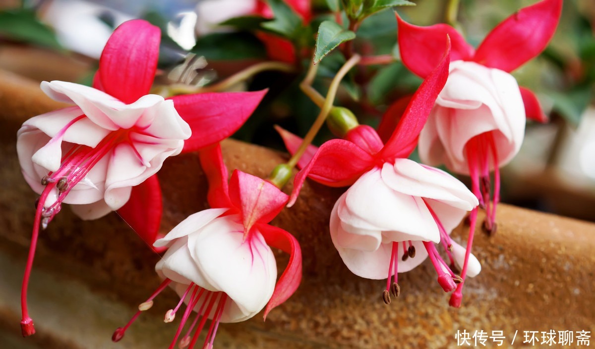 角堇角堇|3种花爆盆很简单,一年四季开花不断,好养易活味道香,漂亮极了