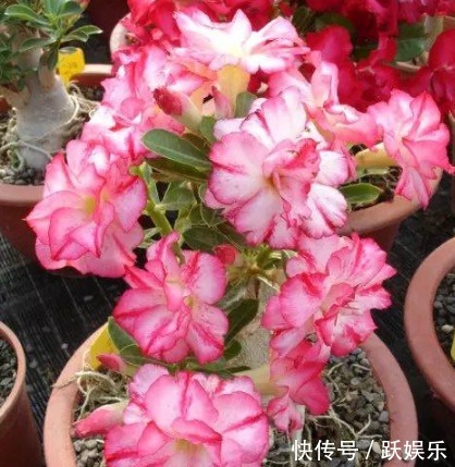 浇水|最适合懒人养的“4种花”,漂亮好养,一个月不管,花开满盆,美