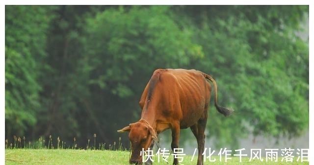 打栏|母牛产后多长时间打栏?母牛产后怎么护理?母牛产后四大问题