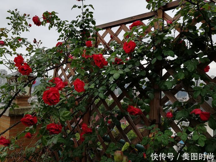 55㎡屋顶花园改造,经过300多天的努力,终于看到了花开满园