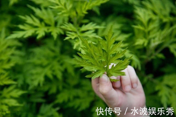 疼痛|七年之病，求三年之艾！1把艾草4味藥，這樣做，改善失眠、腰腿痛